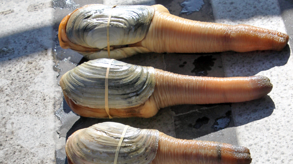 Ban on importing geoducks from BC lifted by Hong Kong