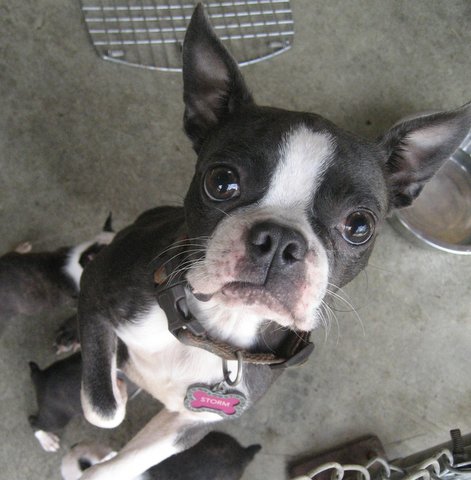 Cowichan SPCA is “Terrier Town” after 27 dogs turned in