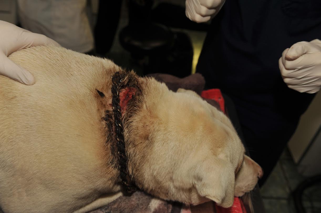 As dog recovers the former owner is facing charges