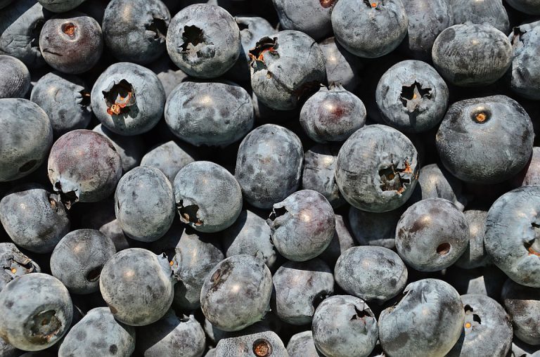 Growing Opportunities for BC’s Agrifood Industry
