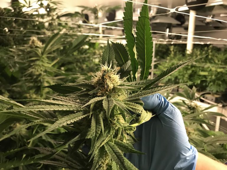 New report shines light on the state of the Cowichan Valley cannabis industry