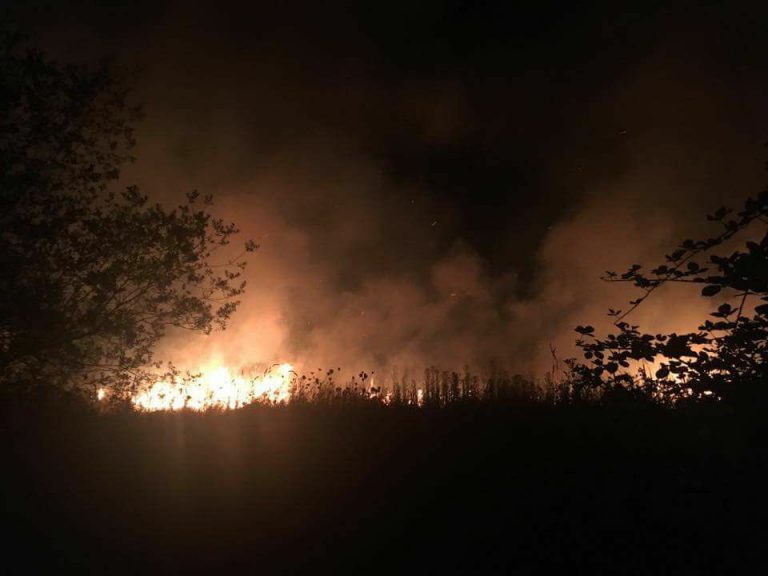 Fire Near Garry Oak Preserve Halted by Local Fire Crews