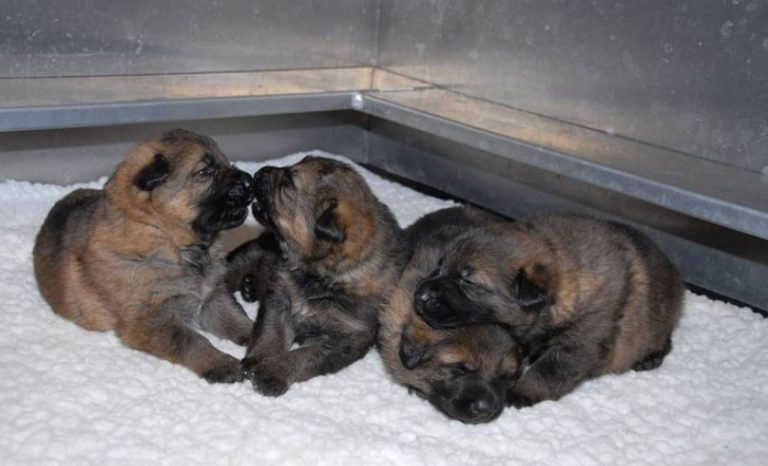 R.C.M.P. Are Asking Kids to Help Name Puppies
