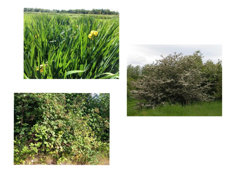 Three Invasive Species Threaten Biodiversity in Somenos Marsh