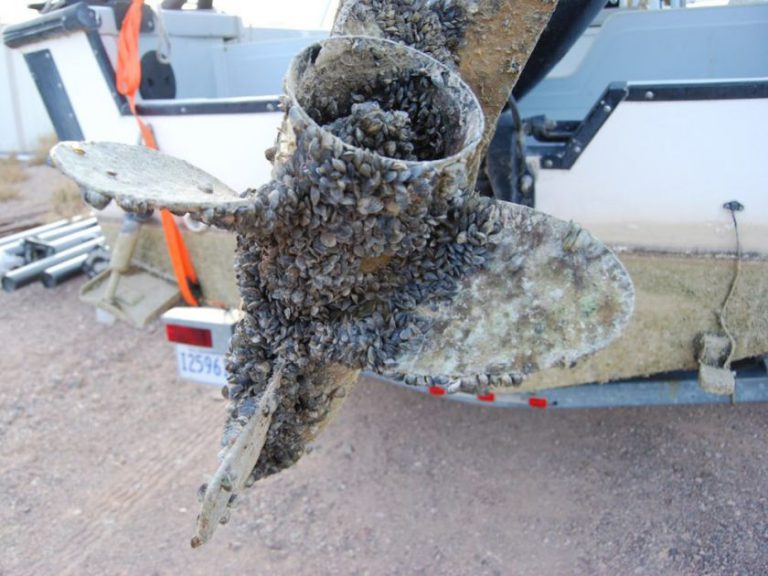 Invasive Mussels: A Problem on Vancouver Island