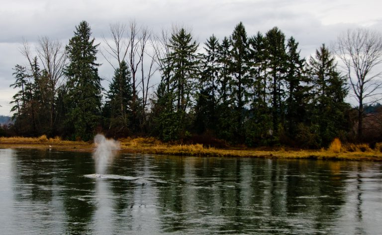 Grey whale spotted in Courtenay River