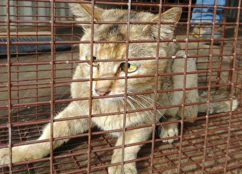 Cat who travelled in a container from China is recovering