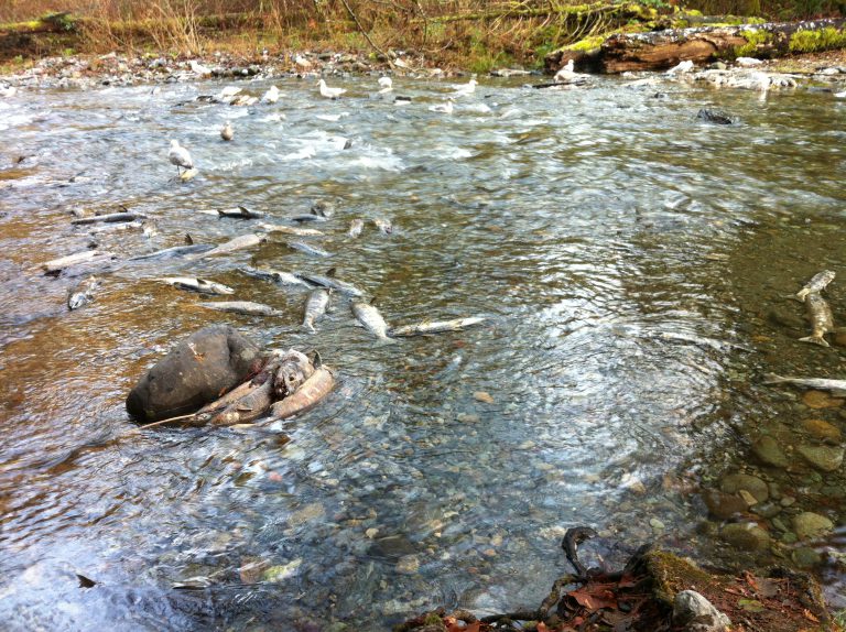 Cowichan Watershed Board Meeting This Morning