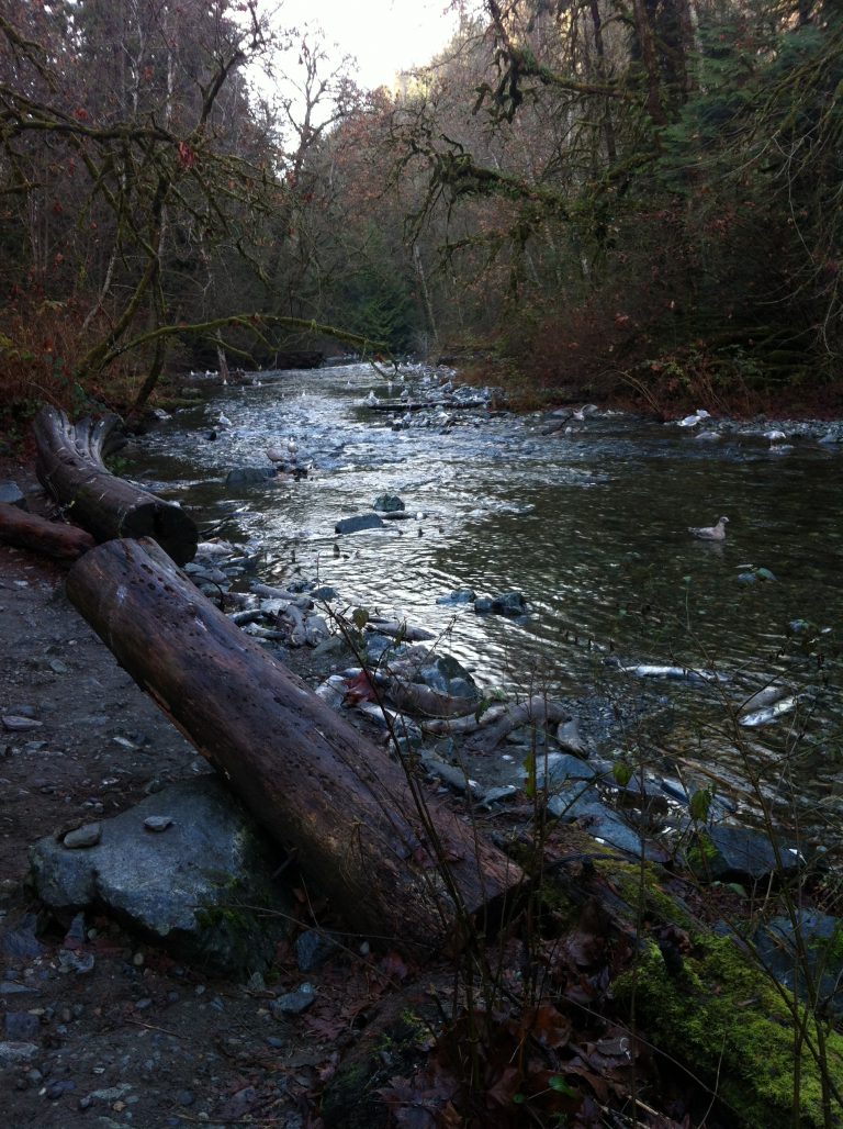 Cowichan River flows are very low