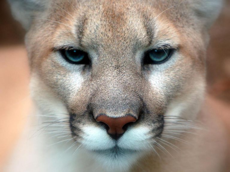 Metallica Helps Woman Scare Off Cougar