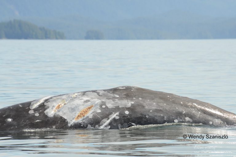 Climate change, dwindling food supply possible causes of death of grey whales on B.C. coastlines: researcher