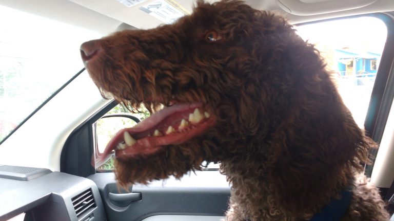 Dog Licensing Rates Increasing in Duncan