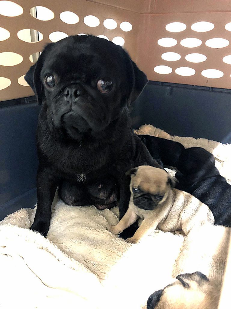 Island Breeders Surrenders 21 Dogs