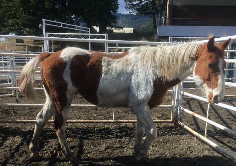 BC SPCA Seizes More than 40 Horses