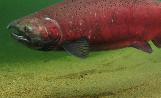 Local Salmon Counts are on the Rise