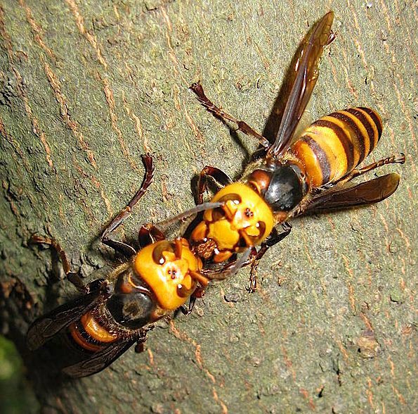 Warmer Weather Will Reawaken a New Threat to Honeybees