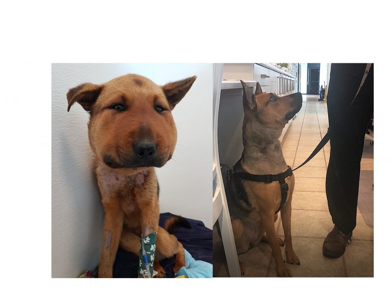 A Happy Ending for Hope the Dog