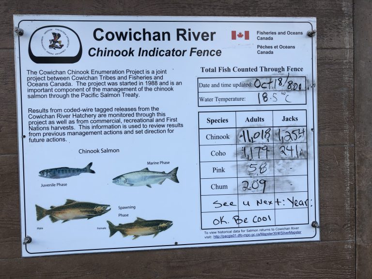 Salmon Counts are Surprisingly High in the Cowichan River