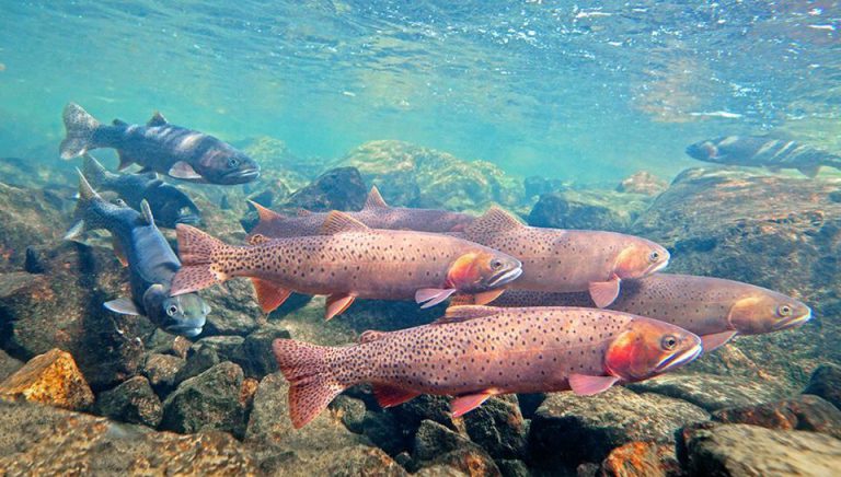 Five-Year Study Targets Cutthroat Trout