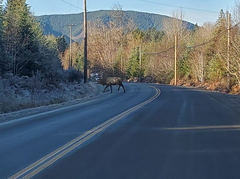 Dangerous Corridor Resulting in More Vehicle-Wildlife Incidents