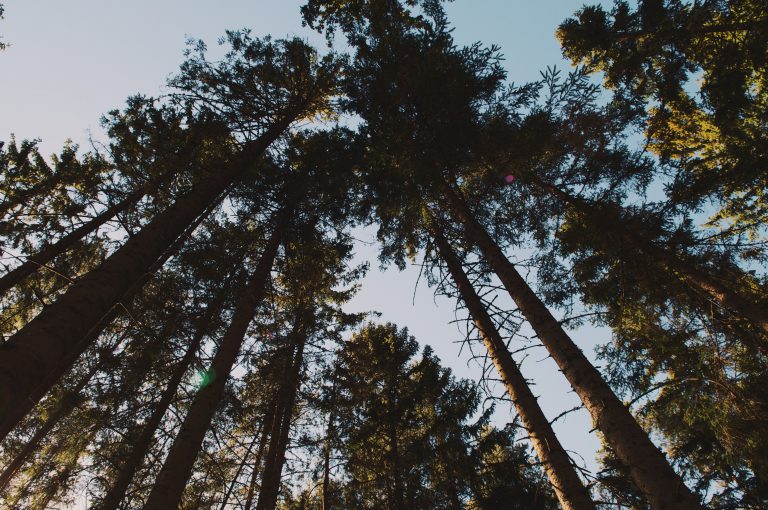 Public Input Sought for North Cowichan Forest Reserve Management