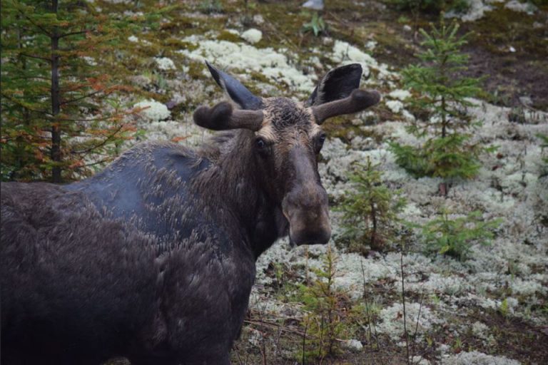The Moose Tick Survey is Back
