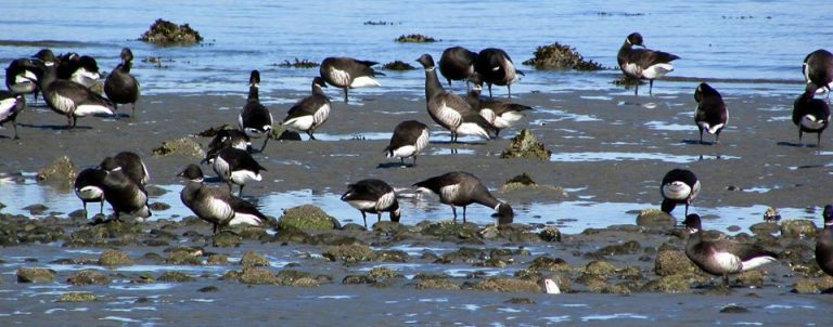 Two Parksville Beaches Closed for Two Months