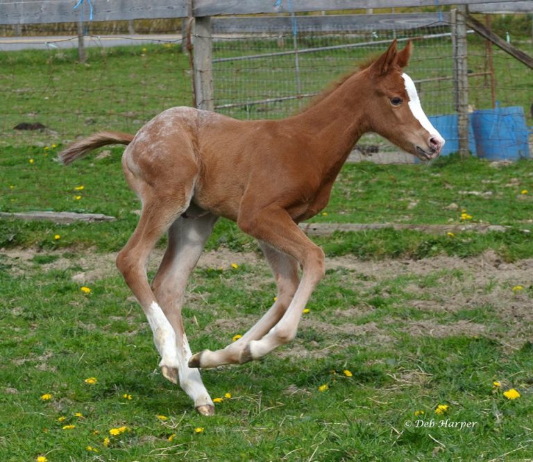 Vancouver Island rescue seeks donations, forever homes for horses