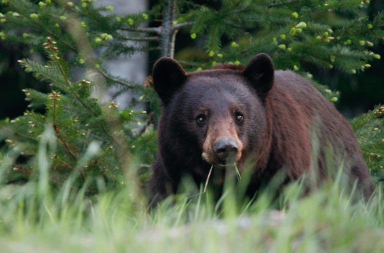 Cowichan Bear Calls ‘Through the Roof’ as They Go Through Our Garbage