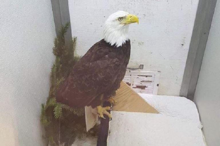 Eagle with shotgun pellets in its skull euthanized