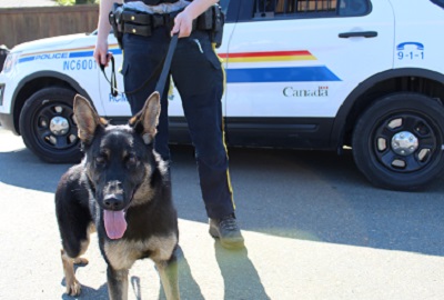 Mira Learning Skills Needed to Become A Police Service Dog