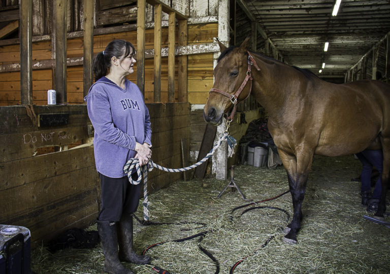 Humanity for Horses Seeking Donations to Buy Hay