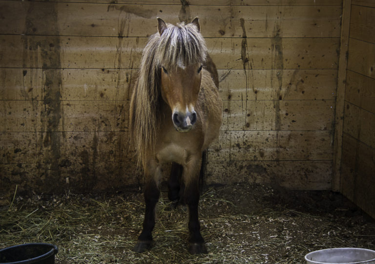 Duncan’s Humanity For Horses Helps 60 Ponies Find New Homes