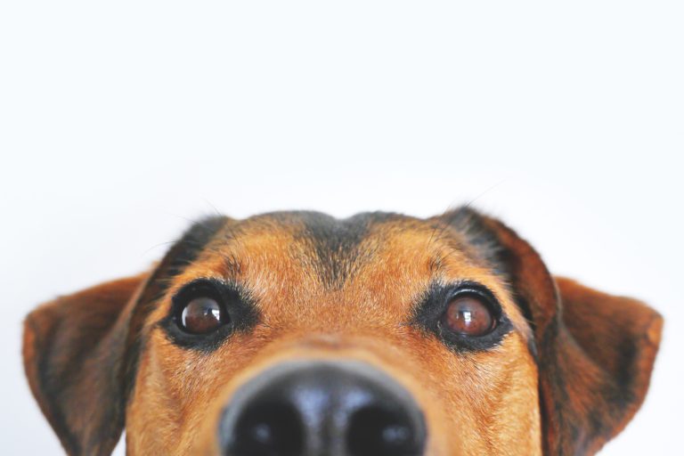 BC SPCA launches Lock-In for Love: Home Edition