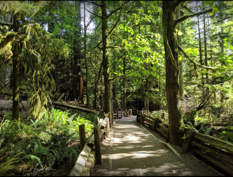 Massive BC Trees are Almost Gone