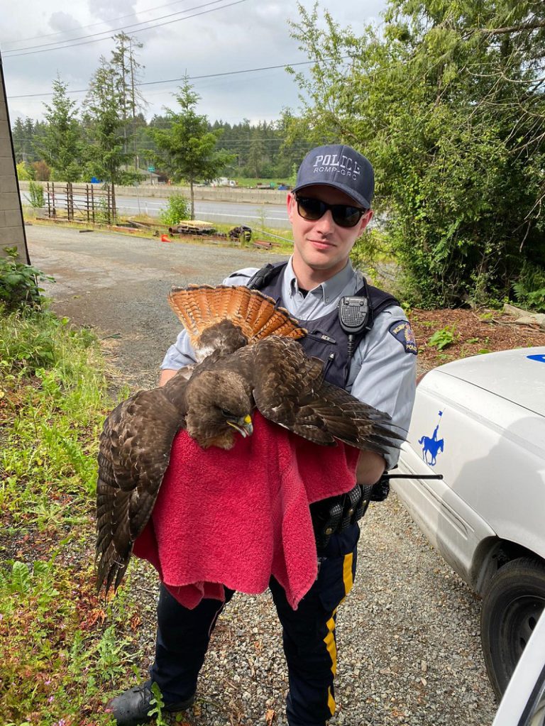 Hawk on the Road to Recovery Thanks to RCMP, BC Conservation Service