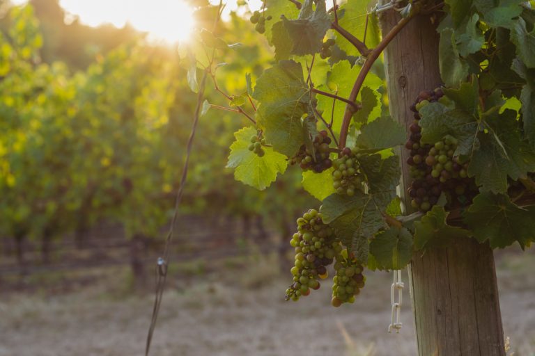 Cowichan Valley Recognized as a Wine Producing Region