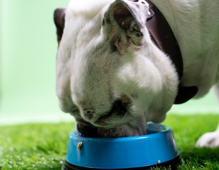 SPCA Receives More Funding to Operate Pet Food Bank
