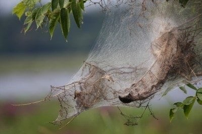 Fall webworms are back in season