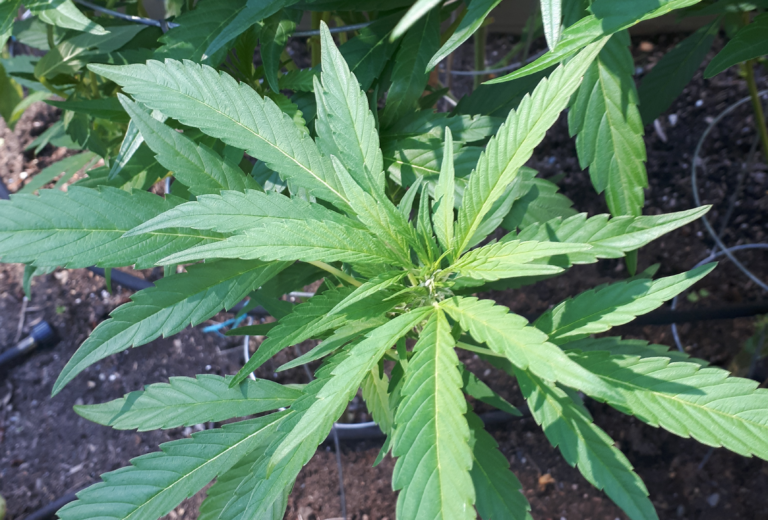 BC sets stage for Amsterdam-style cannabis ‘coffee shops’