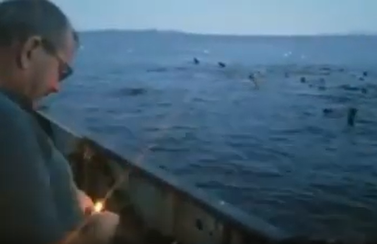 Commercial skipper fined for throwing bear banger at sea lions
