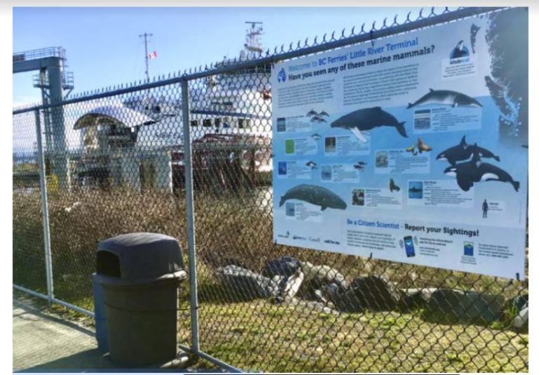 BC Ferries joins Whale Trail