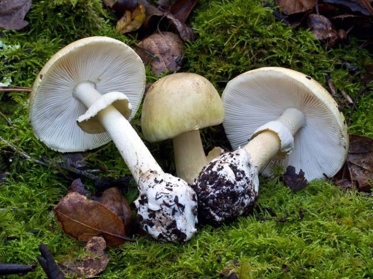 Deadly mushroom found growing in Vancouver Island residential area