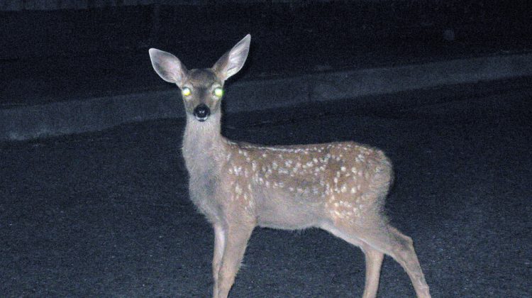 B.C. drivers advised to watch for deer as rutting season arrives