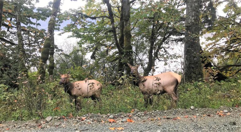 Three Elk Killed Near Cowichan Lake