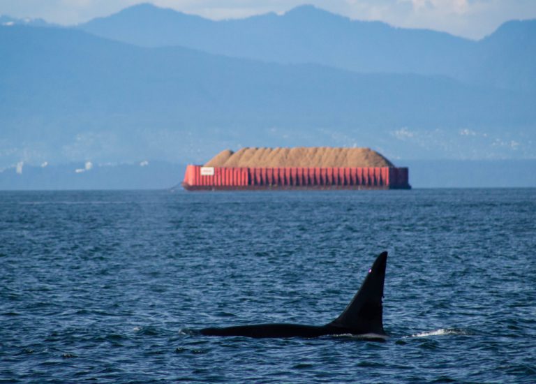 World’s First Whale Report Desk Located in Sidney