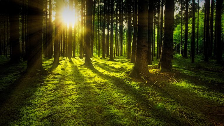 Province, BC First Nations moving forward with old growth deferrals