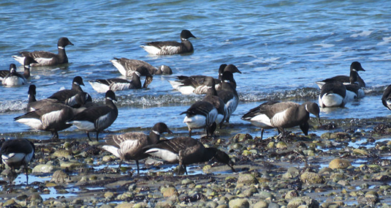 Two-Month Layover in Parksville