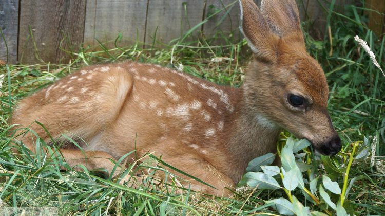 OH DEER: Locals reminded to leave fawns alone