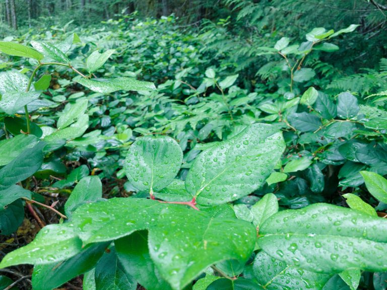 North Cowichan Looking to Enhance Environmental Protection